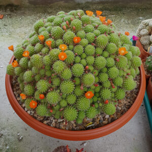 Aylostera pulvinosa