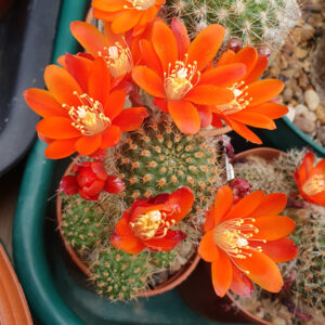 Aylostera robustispina var. minor WR655