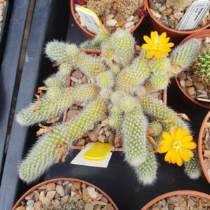 Rebutia fabrisii var. flaviflora