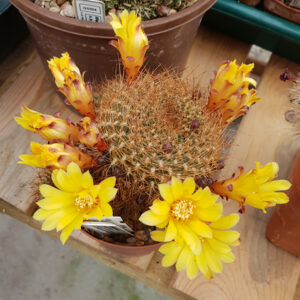 Weingartia arenacea var. menesesii FR775
