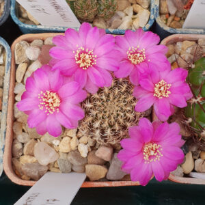 Weingartia augustinii PHA427