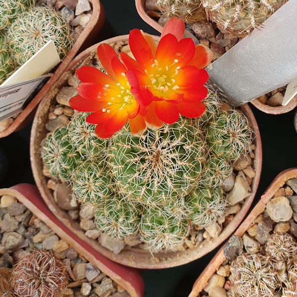 Weingartia azurduyensis MS395