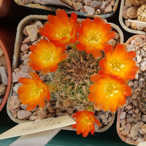Weingartia azurduyensis MS395