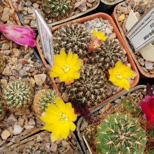 Weingartia cardenasiana PHA278
