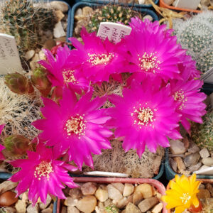 Weingartia crispata var. patriciae LH1123