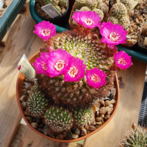 Weingartia cylindrica var. crucensis L337
