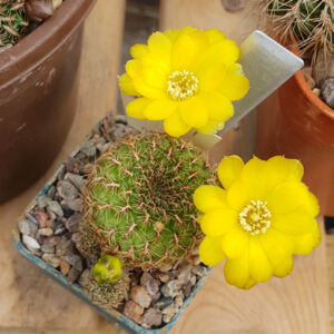Weingartia elizabethae RH1954a