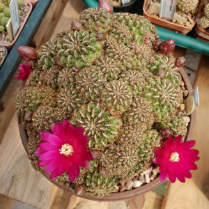 Weingartia freudenbergeri N.N. HS57