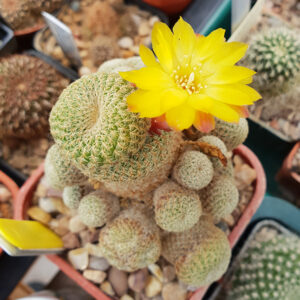 Weingartia heliosoides LH1544