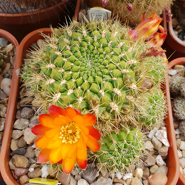 Weingartia mariana var. prantneri HS81