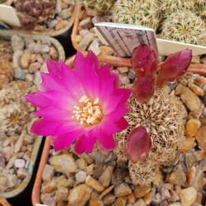 Weingartia markusii var. mizquensis LH617