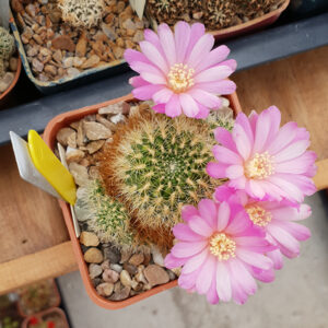 Weingartia mentosa var. swobodae KK1916