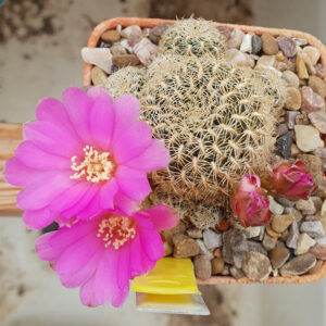 Weingartia mentosa var. albissima HS119