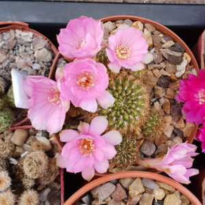 Weingartia naunacaensis BB398.01