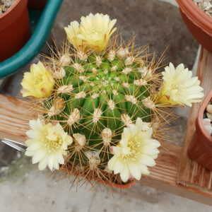Weingartia neocumingii var. hediniana KK1308