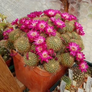 Weingartia pulchra HS78a/1