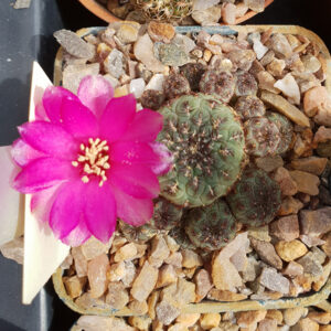Weingartia rauschii KK1209