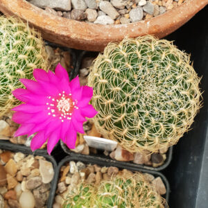 Weingartia roberto-vasquezii LH1741 (pink form)