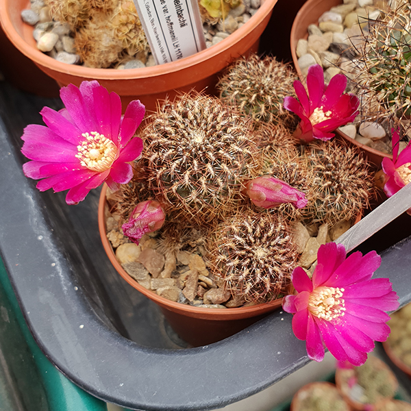 Weingartia sp. aff. tiraquensis J110a
