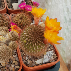 Weingartia steinbachii ssp. krugerae HS130