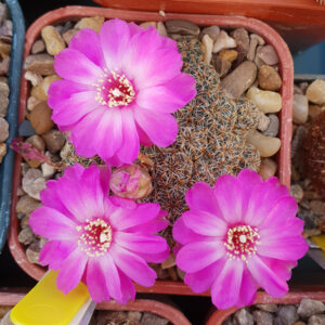 Weingartia steinbachii ssp. verticillacantha var. taratensis HS147