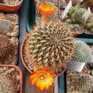 Weingartia steinbachii ssp. verticillacantha JK306