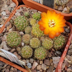Weingartia tarabucoensis var. aureiflora G49