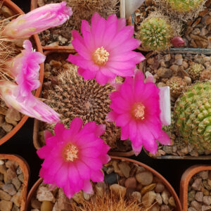 Weingartia tiraquensis var. pampagrandensis JK148