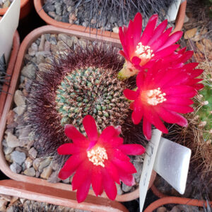 Weingartia tiraquensis var. totorensis