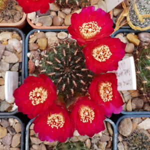 Weingartia tiraquensis var. totorensis PHA1622