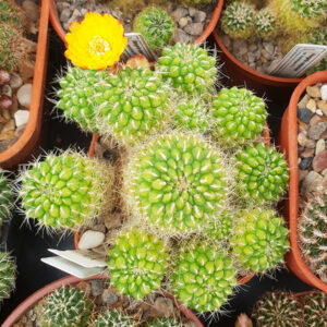 Weingartia vargasii var. viridissima WK996