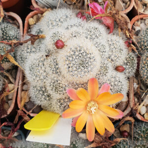 Cultivar Joy