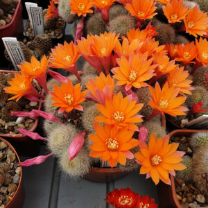 Aylostera hoffmannii