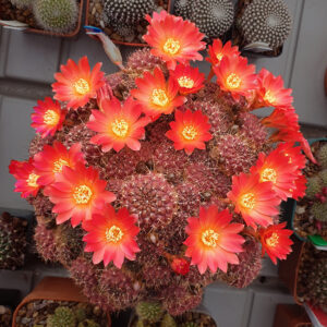 Rebutia margarethae L550