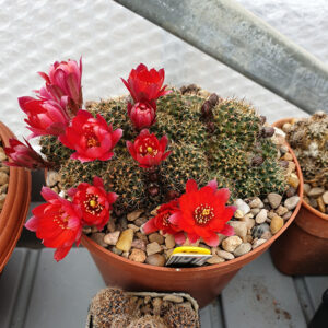 Aylostera supthutiana SL62B