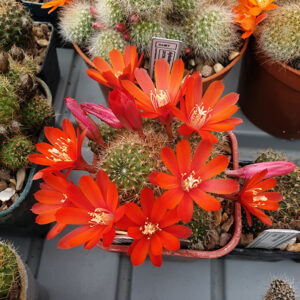 Aylostera vulpina FR939