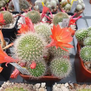 Rebutia calliantha fma. berylloides