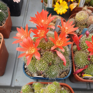 Rebutia minuscula fma. grandiflora