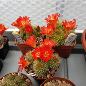 Rebutia padcayensis var. camachoensis RH1051/5