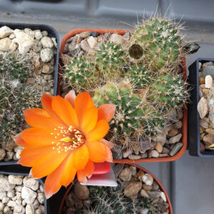 Aylostera brachyantha RH869