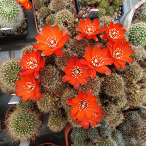 Aylostera brunescens L383