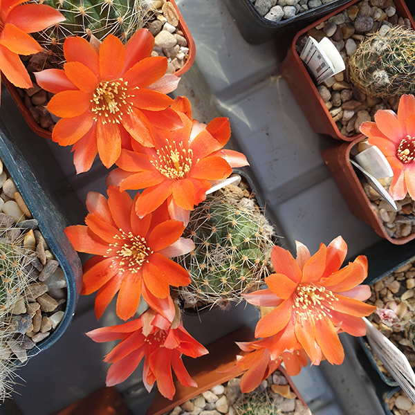 Aylostera camargoensis