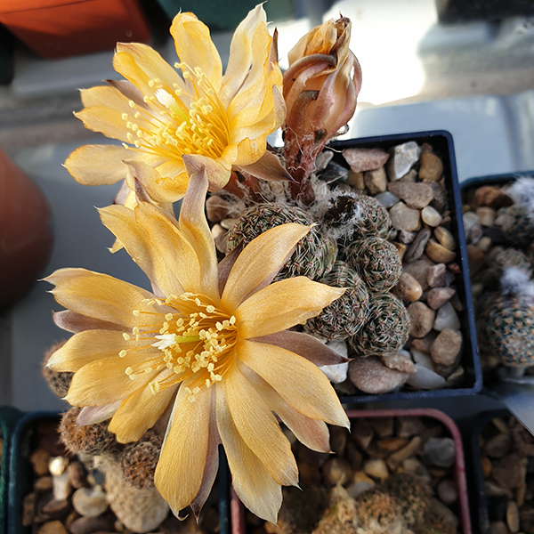 Aylostera gonjianii MN211