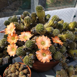 Aylostera haagei