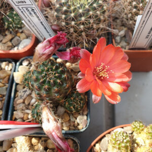 Aylostera iscayachensis WR909