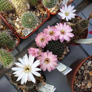 Aylostera leucanthema RH1080a and RH2080a