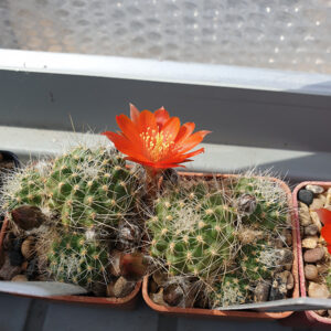 Aylostera major L422a