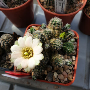 Aylostera pallida WR645