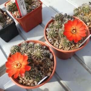 Aylostera parvula SE103