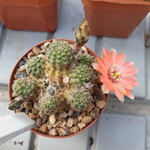 Aylostera pelzliana WR333a